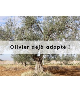 Oliva adopté par Olivier & Zohra