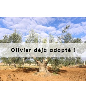 Olyf adopté par Anjelou Design