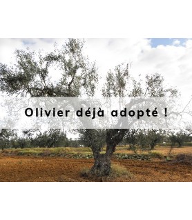 Oliivi adopté par Robin